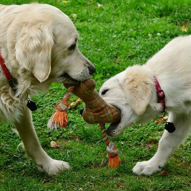 dogs-playing-with-rope-toy
